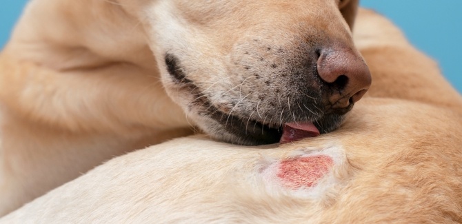 Hot spot u psa, to nie zawsze problem skóry, zobacz, co dzieje się w środku!